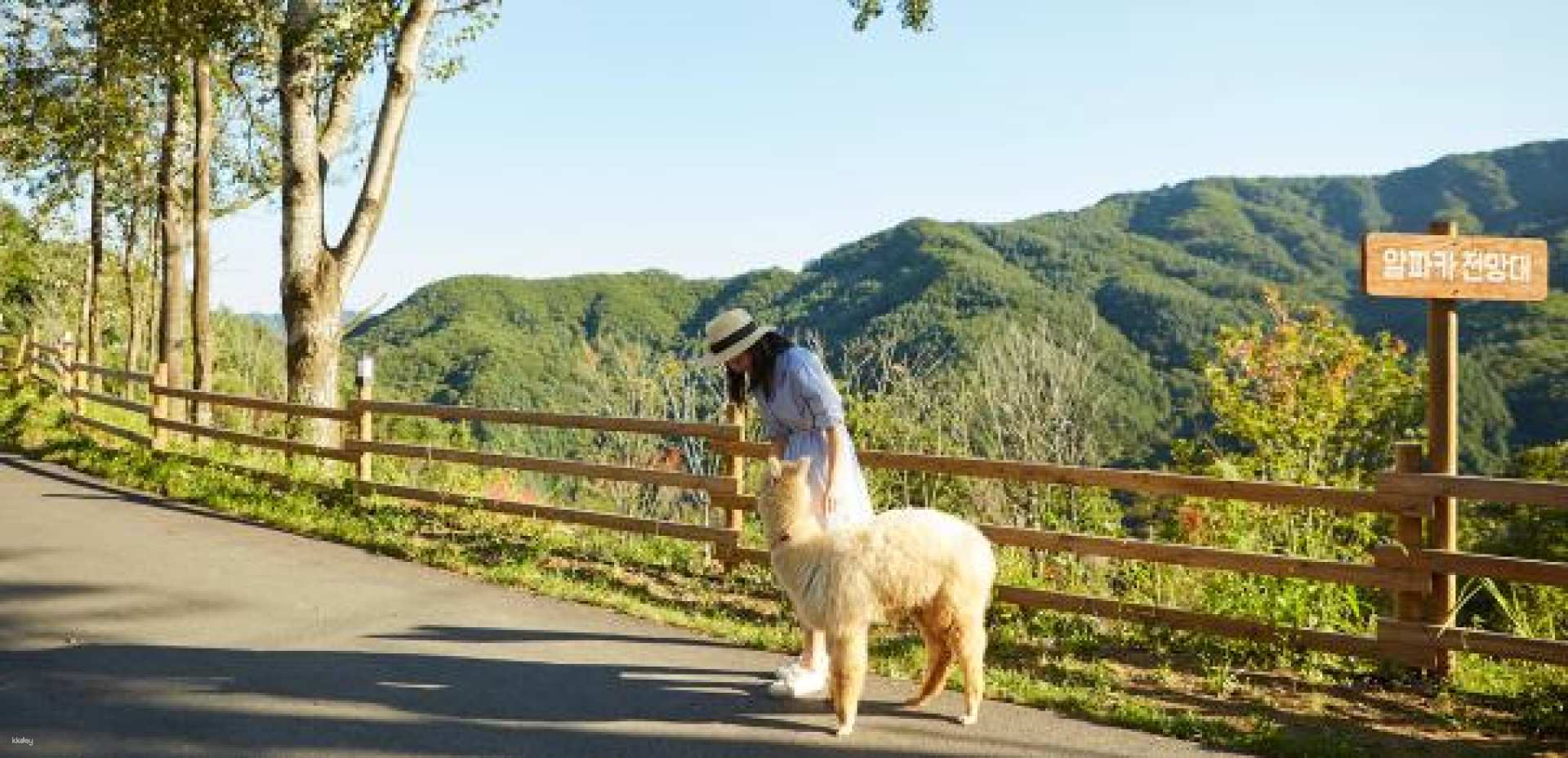 [South Korea] Popular Luge Scooter, Peach Orchard, Alpaca Park One-Day Tour｜Depart from Seoul - Photo 1 of 7